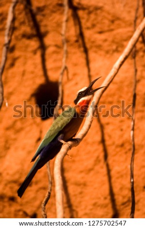 Whitefronted Bee-eater (Merops bullockoides), Selous Game Reserve, Morogoro, Tanzania, Africa