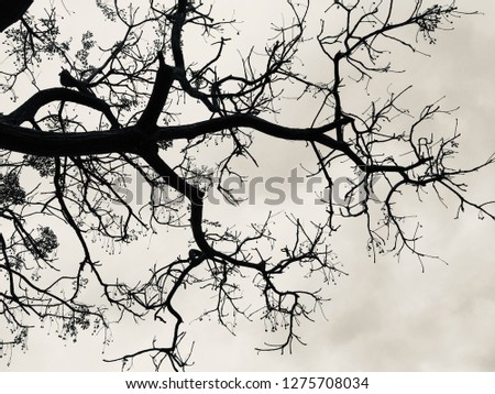 Abstract halloween death tree branches