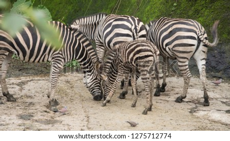 A herd of Zebras 
