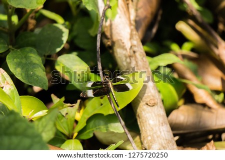 beautiful black four winged butterfly and dragonfly sitting on a fresh green leaf