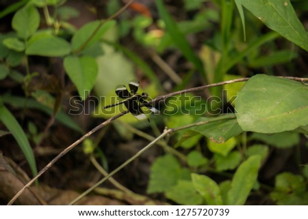 beautiful black four winged butterfly and dragonfly sitting on a fresh green leaf