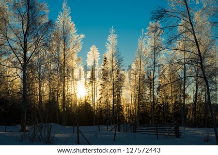 beautiful winter picture of frosty birch forest with the sun glistening through. blue skies and lots of snow