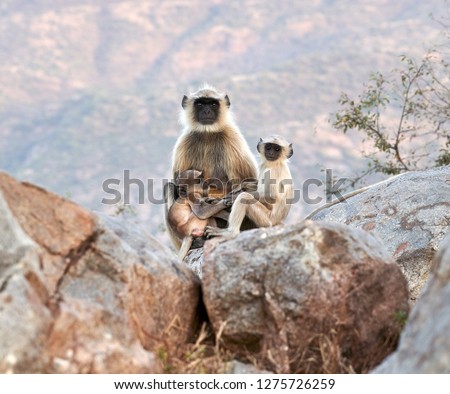 Female langur with two cubs. Pushkar, Rajasthan, India. 17.11.2018