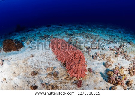 Colorful Sea Cucumber on the sea floor on a tropical reef