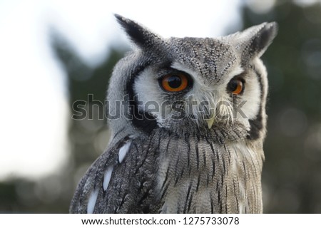 Beautiful Solo Northern white faced owl close up face and body picture looking into distance