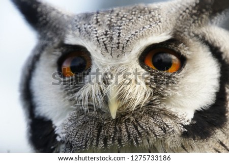 Beautiful Northern white faced owl close up facial picture looking into distance with bright orange eyes