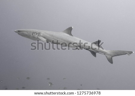 White tip shark(Triaenodon obesus)cruising in the Komodo's water