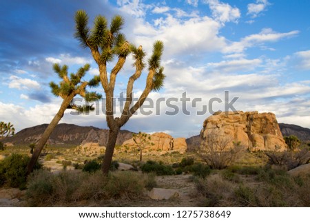 Joshua Tree (Yucca brevifolia), Mojave Desert,  Joshua Tree National Park, California, USA.