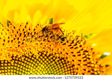 Bee harvesting the nectar on sunflower 