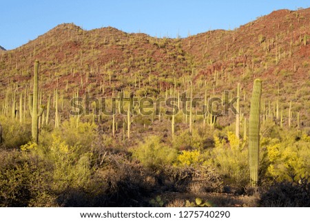Giant Saguaro (Carnegiea gigantea), Saguaro National Park, Sonora Desert, Arizona, Tucson, USA.
