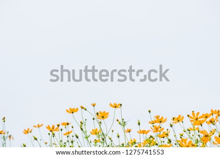 Closeup yellow cosmos flowers with blue sky copy space background
