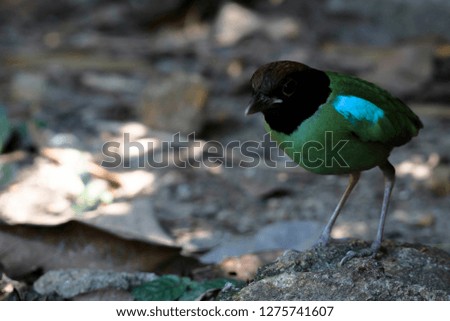 A picture of a beautiful passerine bird, hooded pitta (Pitta sordida) hide in a bush standing and bending shot with blurry background.