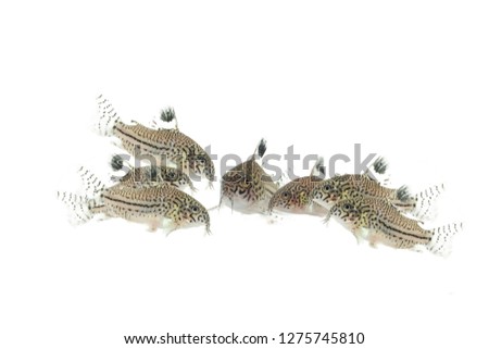 Aquarium fish isolated white background Corydoras trilineatus