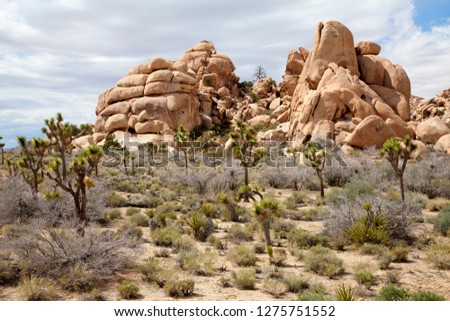 Mojave Desert,  Joshua Tree National Park, California, USA.