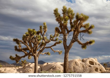 Mojave Desert,  Joshua Tree National Park, California, USA.
