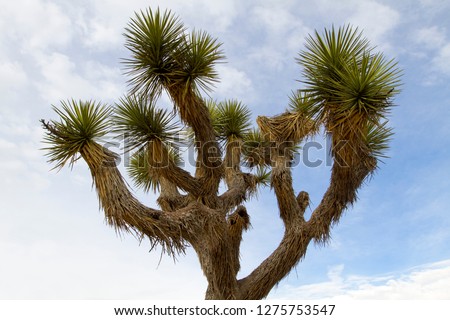Joshua Tree (Yucca brevifolia), Mojave Desert,  Joshua Tree National Park, California, USA.