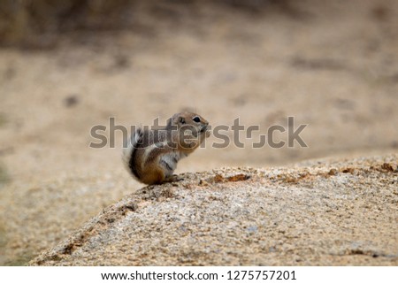 Antelope Ground Squirrel (Ammospermophilus), Hidden Valley Campground, Mojave Desert,  Joshua Tree National Park, California, USA