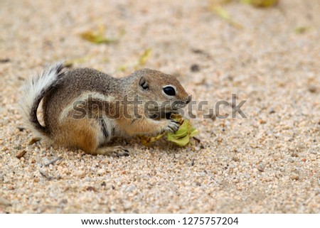 Antelope Ground Squirrel (Ammospermophilus), Hidden Valley Campground, Mojave Desert,  Joshua Tree National Park, California, USA