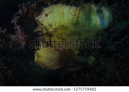The leaf scorpionfish (Taenianotus triacanthus). Picture was taken near Island Bangka in North Sulawesi, Indonesia