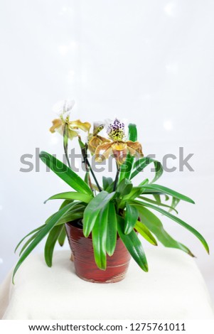 exotic orchid venus shoe, Paphiopedilum