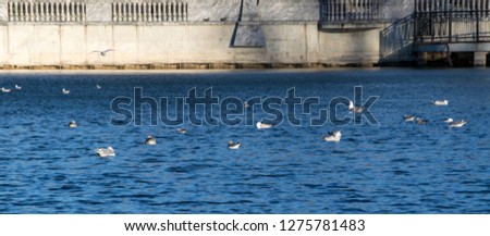 Seagull swimming in the water