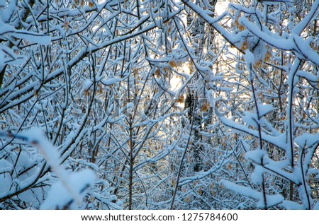 tree branch covered with white fluffy snow.