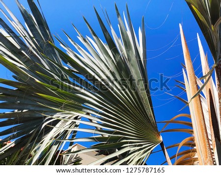 Green leaf of palm tree in summer time . Close view.