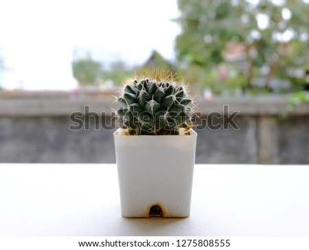 Cactus in white vase