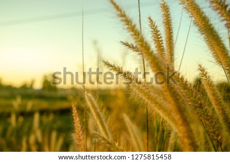 The grass and the sun are falling. Soft
Suitable for background or wallpapers