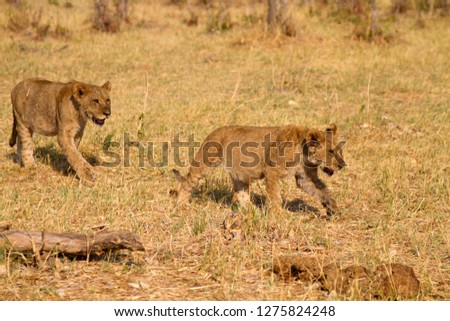 African Lion (Panthera leo), Two cubs, Savuti, Chobe National Park, Botswana.
