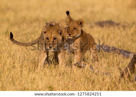 African Lion (Panthera leo), Two cubs, Savuti, Chobe National Park, Botswana.