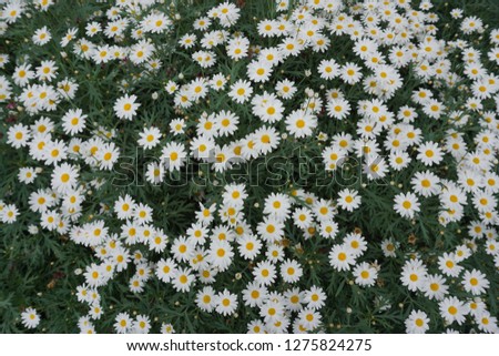 White daisy flowers in the field