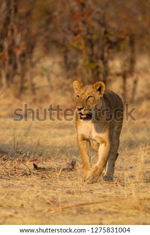 African Lion (Panthera leo), Female. Savuti, Chobe National Park, Botswana.