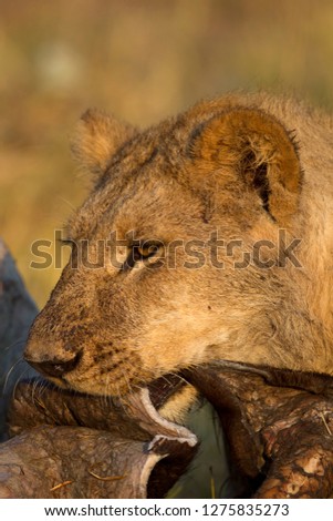 African Lion (Panthera leo), Female. Savuti, Chobe National Park, Botswana.