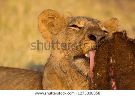 Lion (Panthera leo), eating, Savuti, Chobe National Park, Botswana.