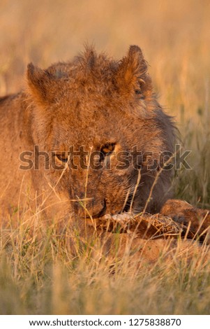 Lion (Panthera leo), eating, Savuti, Chobe National Park, Botswana.