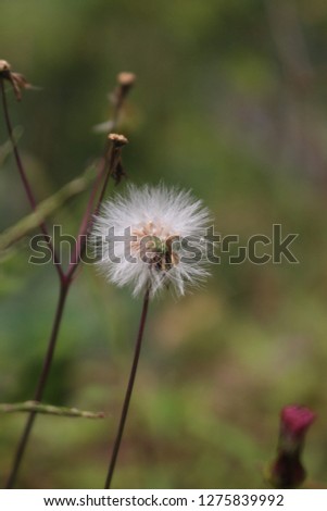 A picture of the beautiful Dandelion flower