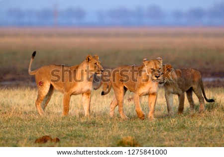 African Lions (Panthera leo), Savuti, Chobe National Park, Botswana.