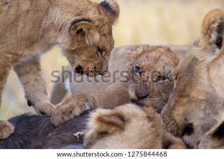 African Lions (Panthera leo), eating a Cape Buffalo carcass (Syncerus caffer caffer) which was killed two nights before by the females of the pride . Savuti, Chobe National Park, Botswana.