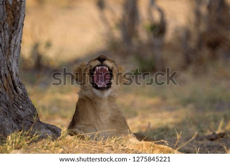 African Lion (Panthera leo), Young. Savuti, Chobe National Park, Botswana.