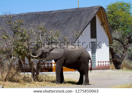 African Elephant  (Loxodonta africana), Third Bridge Camp in the Okavango Delta. Moremi Game Reserve, Botswana.