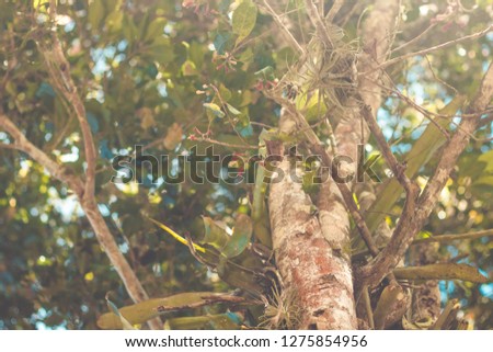Indian spiced clove, Indian carnation on tree (Syzygium aromaticum)