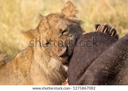  African Lion (Panthera leo). Young eating a Cape Buffalo carcass (Syncerus caffer caffer) which was killed two nights before by the females of the pride . Savuti, Chobe National Park, Botswana.