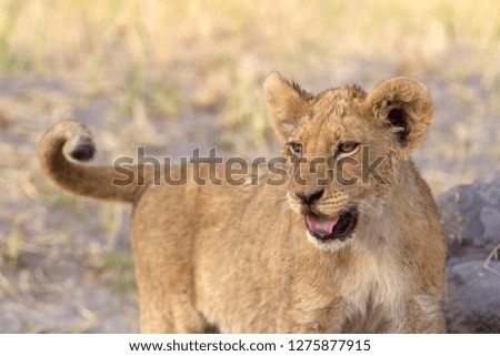 African lion (Panthera leo), cub, Savuti, Chobe National Park, Botswana.