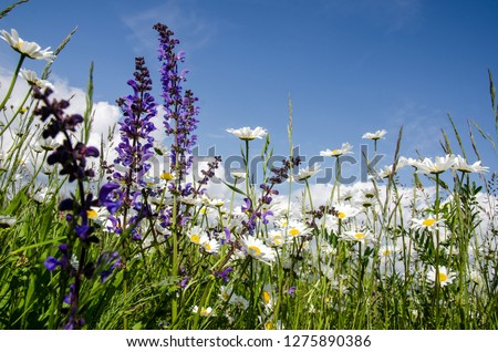 Picture of a flower meadow in summer with bright beautiful daisies under a blue sky with sun to relax and meditate