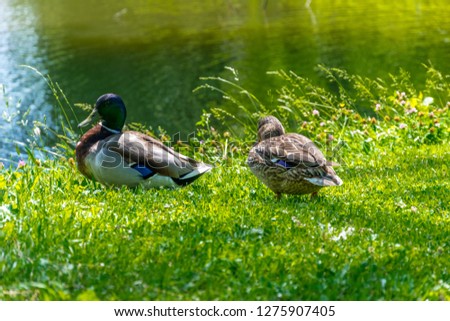 Male and female mallard duck near a pond with green water.