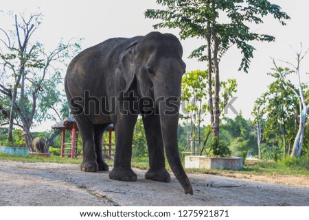 Elephant standing at zoo