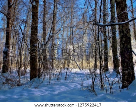 The picture shows a beautiful winter forest landscape in the rays of the setting sun.