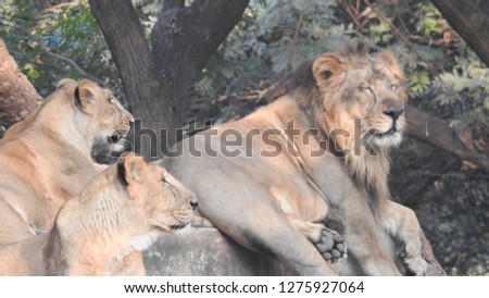 African lion family Jungle king and two lioness sitting on rocks. playing together, closeup looks amazing landscape view in forest.Expressive face of lion. The King of beasts, biggest cat dangerous.