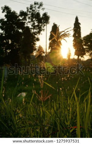 grass, weeds and sunset in the rice fields